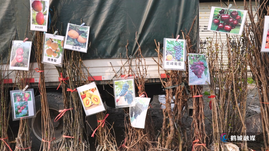 春植正当时 鹤城农贸集市果树苗木销售火爆.mp4_20260320_144816.321.jpg 春植正当时 鹤城农贸集市果树苗木销售火爆.mp4_20260320_144816.321.jpg