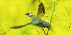 衔春色，啄林语：洪江市山镇春日观鸟笔记