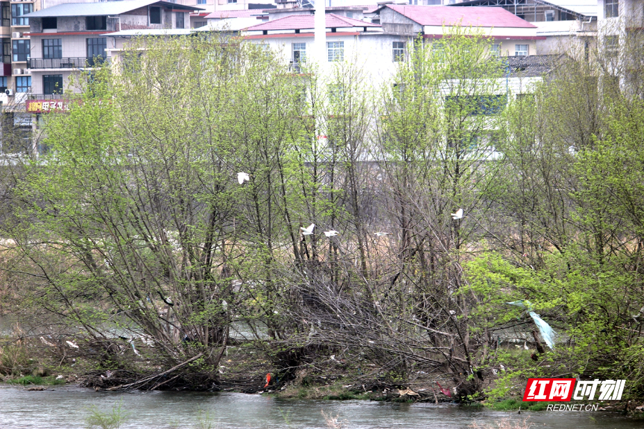 IMG_0417.JPG IMG_0417.JPG