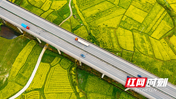 1、会同县境内的G65包茂高速公路穿越油菜花海。.jpg