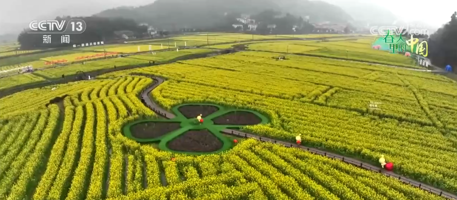 希望的田野万象“耕”新不负春 万亩金色花海点燃富民兴村新引擎
