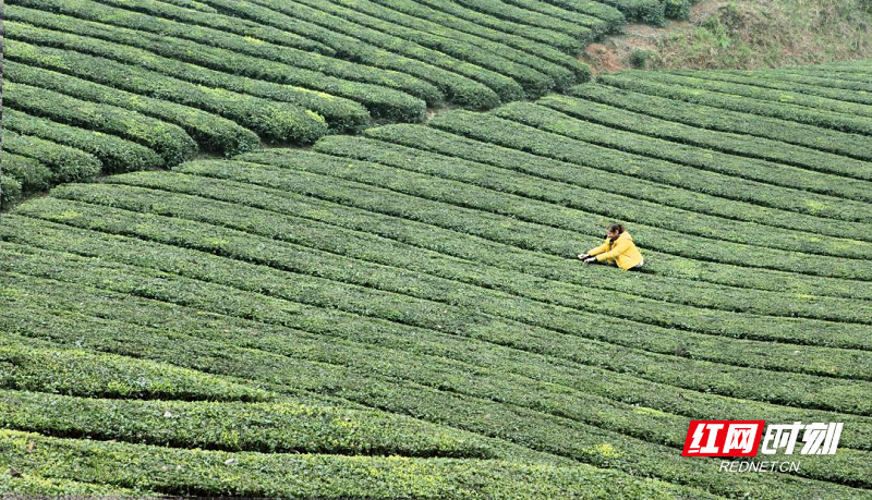 罗坪3.png 罗坪3.png