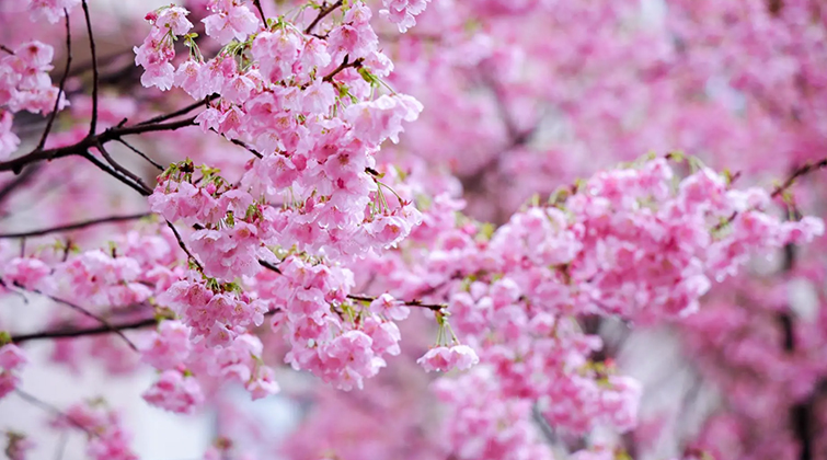 视频｜免费巴士、夜游赏樱、甜蜜登记……解锁长沙春日“樱花季”新玩法