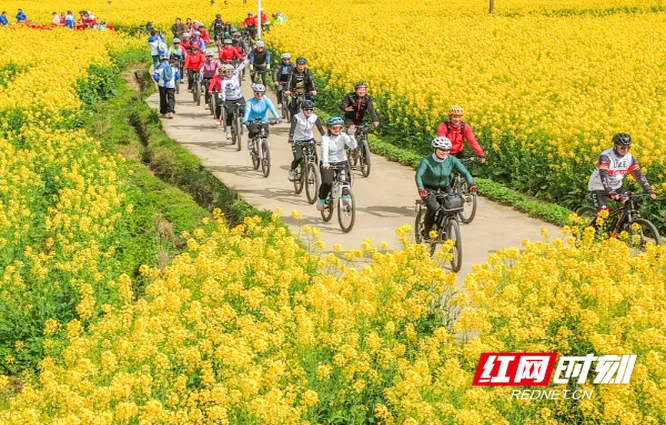 湖南道县：油菜花开引客来（组图）