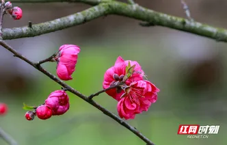 湖南新田：桃花开 春意浓（组图）