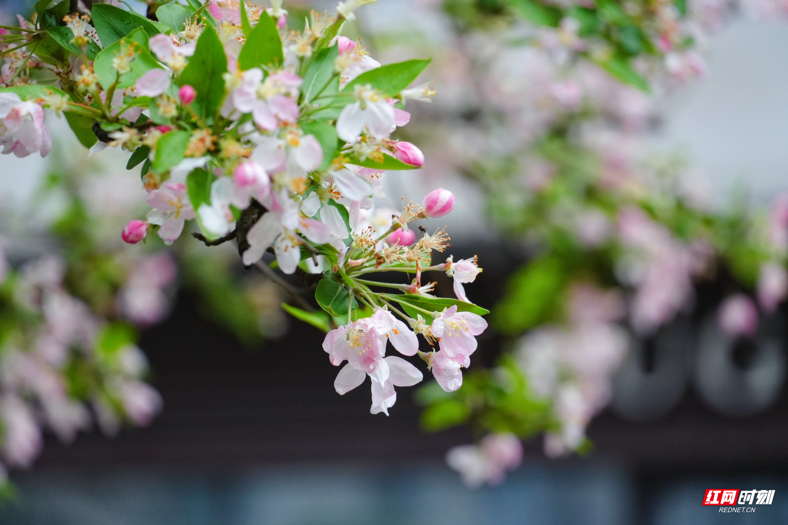 组图丨湖南衡阳：春雨急骤 海棠依旧