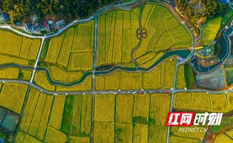 田埂上的AI：望城农民的新活法