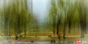 株洲湘江边藏着一个“迷雾森林”