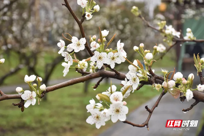 梨花一枝春带雨！衡阳茶山坳春日限定“雪海”，一眼沦陷