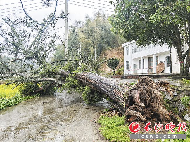 800余年树龄的罗汉松倒伏在地，有关部门和专家正积极采取措施科学抢救并为其安新家。  受访方供图