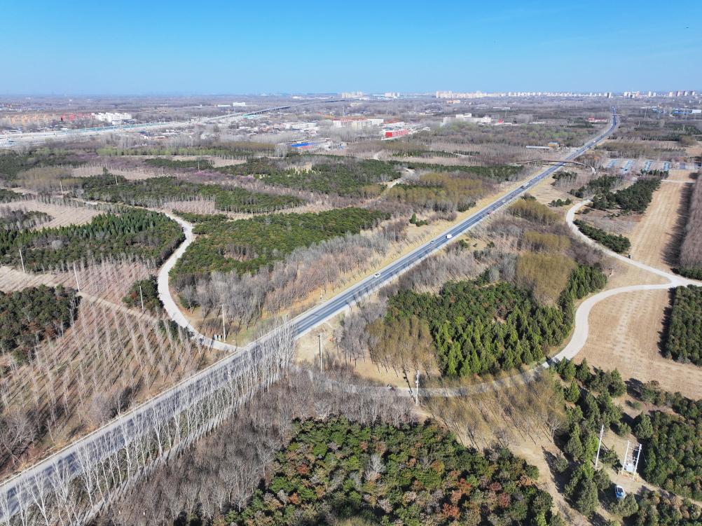 从一株苗到万亩林——“先植绿、后建城”的雄安实践