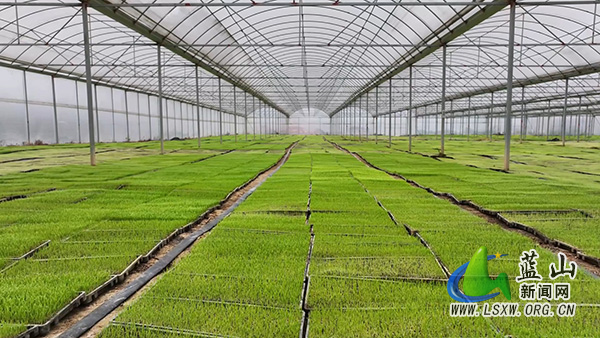 我县人勤春早育秧忙 双模式护航粮满仓1.jpg