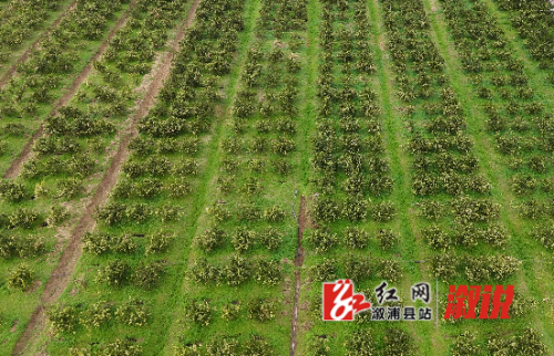 QQ_1774314936234.png QQ_1774314936234.png