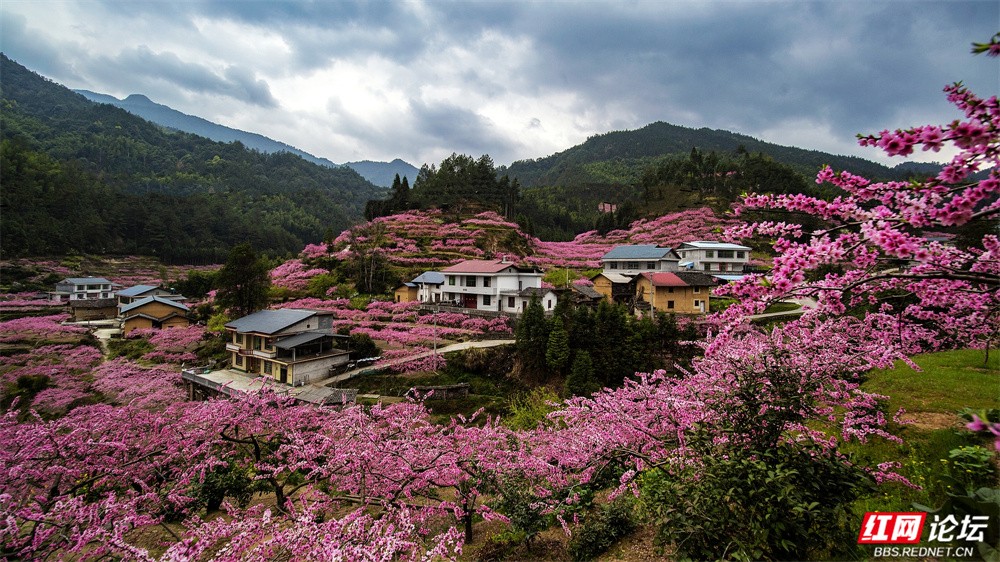 万亩桃花漫山野，湖南这个小山村美成粉色云端