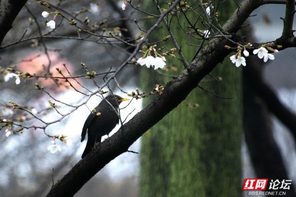 雾里樱开，株洲春江入画来