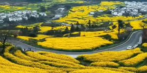 好美！江西婺源江岭油菜花开了