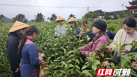 湘西职院现代农业学院：产教融合助力茶企高质量发展