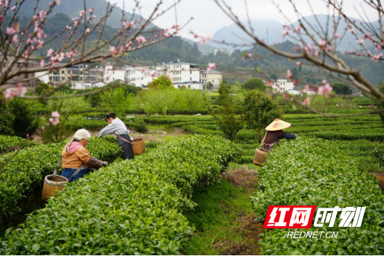 宜章莽山:明前茶抢“鲜”采摘(新媒体)294.png 宜章莽山:明前茶抢“鲜”采摘(新媒体)294.png