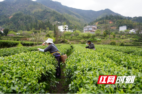 宜章莽山:明前茶抢“鲜”采摘(新媒体)292.png 宜章莽山:明前茶抢“鲜”采摘(新媒体)292.png