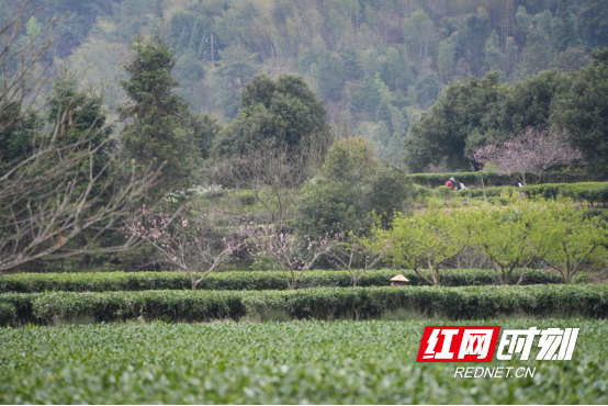 宜章莽山:明前茶抢“鲜”采摘(新媒体)299.png 宜章莽山:明前茶抢“鲜”采摘(新媒体)299.png