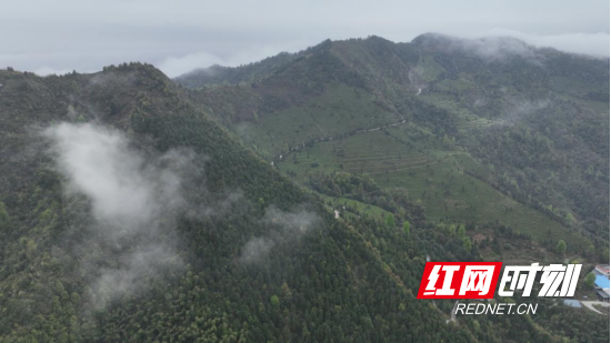 宜章县关溪乡:高山云雾绕茶山 茶旅融合促振兴(新媒体)1021.png 宜章县关溪乡:高山云雾绕茶山 茶旅融合促振兴(新媒体)1021.png