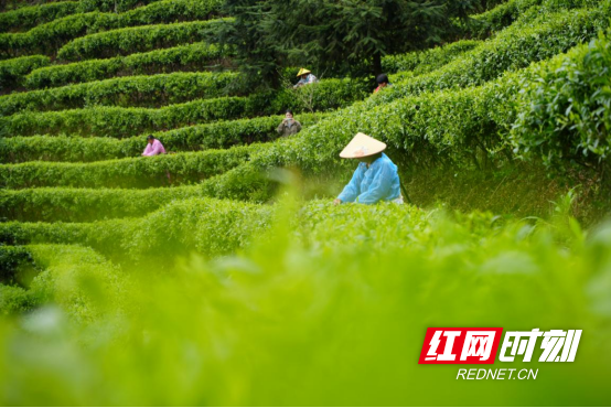 宜章县关溪乡:高山云雾绕茶山 茶旅融合促振兴(新媒体)1094.png 宜章县关溪乡:高山云雾绕茶山 茶旅融合促振兴(新媒体)1094.png