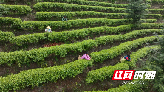 宜章县关溪乡:高山云雾绕茶山 茶旅融合促振兴(新媒体)997.png 宜章县关溪乡:高山云雾绕茶山 茶旅融合促振兴(新媒体)997.png