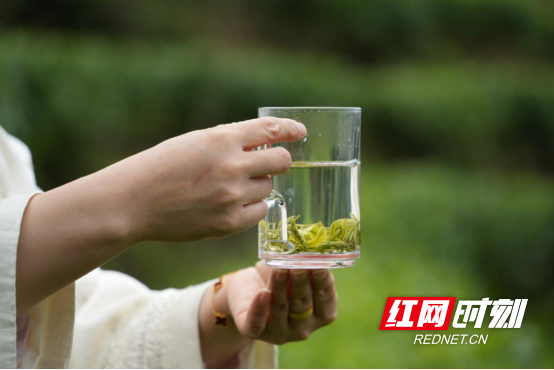 宜章县关溪乡:高山云雾绕茶山 茶旅融合促振兴(新媒体)1054.png 宜章县关溪乡:高山云雾绕茶山 茶旅融合促振兴(新媒体)1054.png