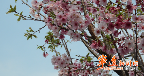 宁远：春日花香满径 游人赏景寻春_副本500.png