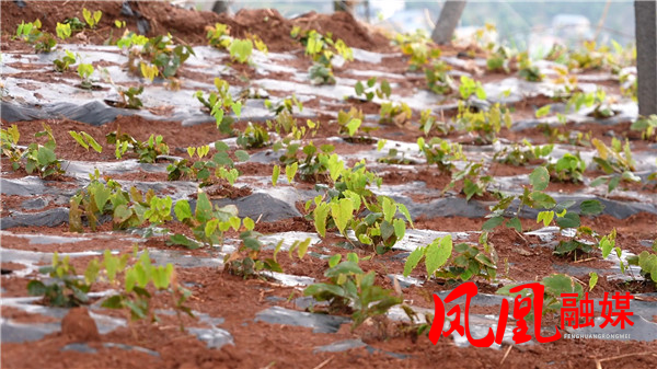 凤凰县腊尔山镇科茸村：产业发展兴乡村 深[00_02_56][20260327-104302].jpg