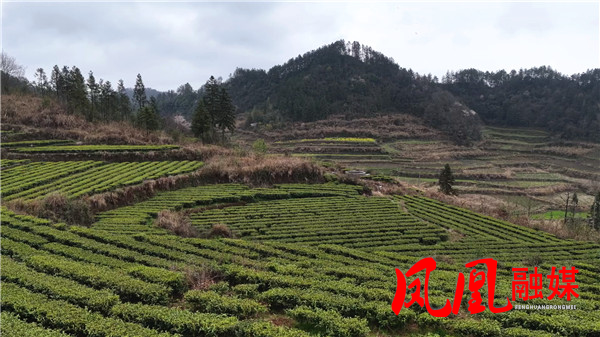 凤凰县腊尔山镇科茸村：产业发展兴乡村 深[00_05_38][20260327-104719].jpg