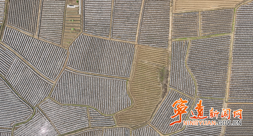 宁远县仁和镇:6700亩烤烟田间地头管护忙2_副本500.png 宁远县仁和镇:6700亩烤烟田间地头管护忙2_副本500.png