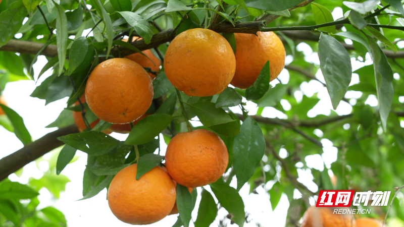 652_副本.jpg 652_副本.jpg