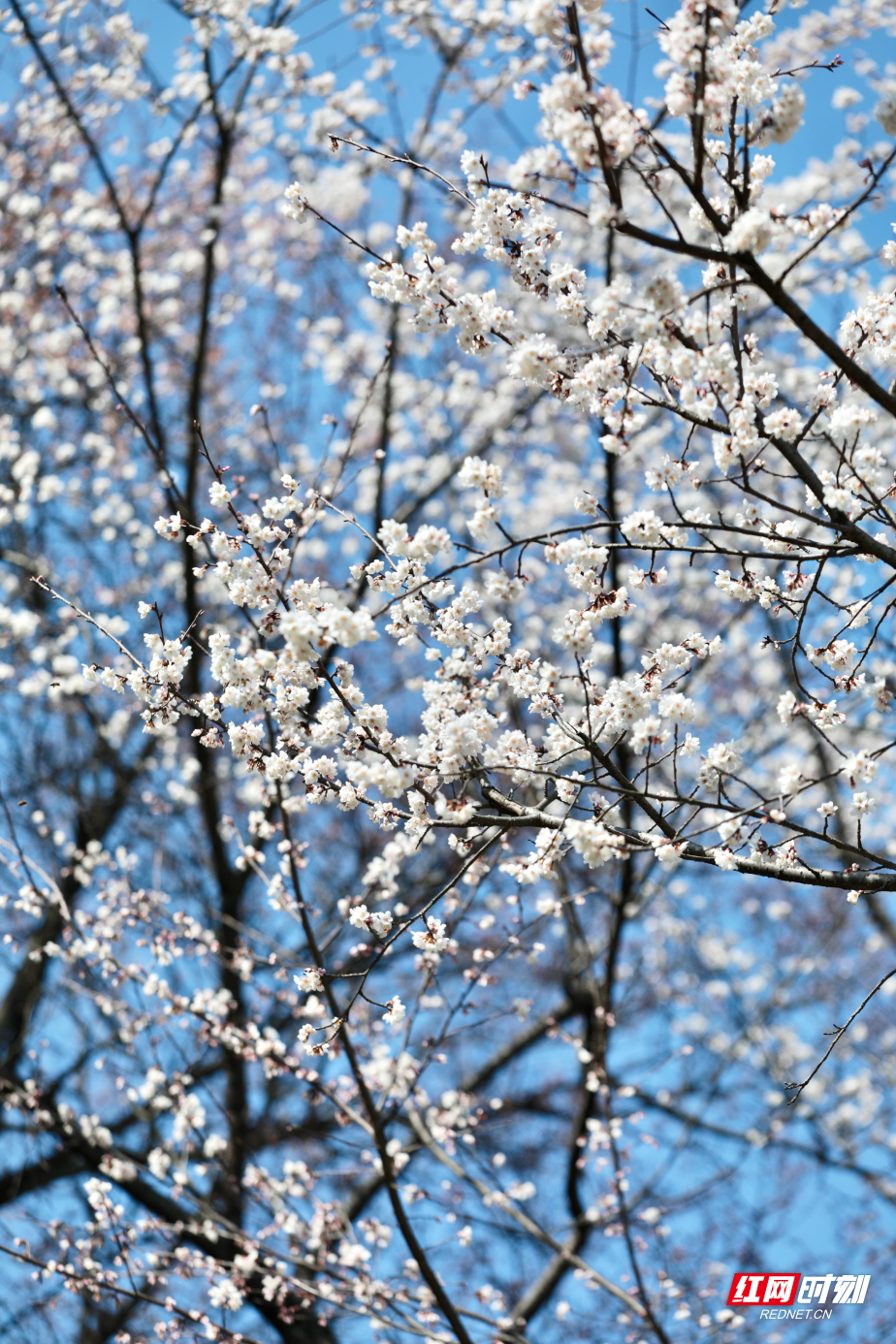 樱花11.jpg 樱花11.jpg