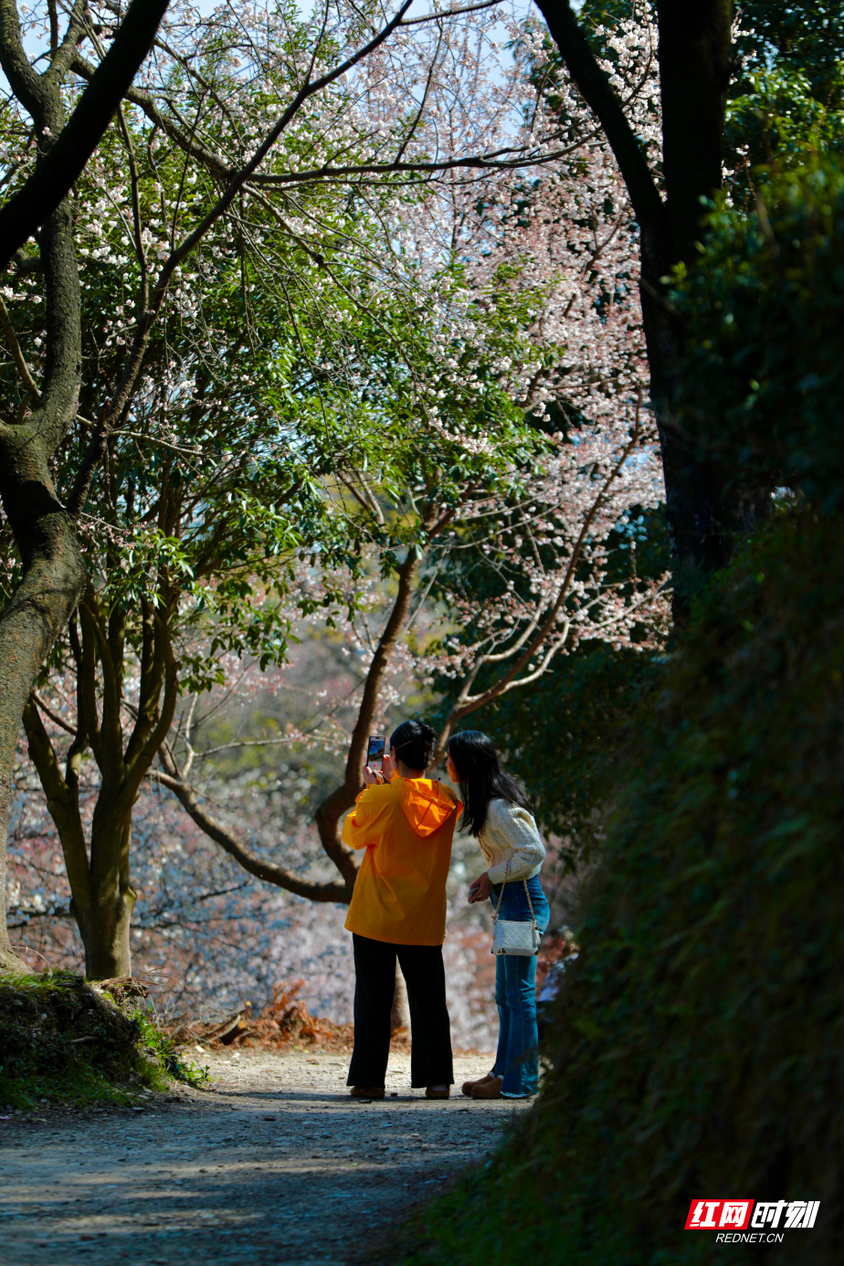 樱花5.jpg 樱花5.jpg