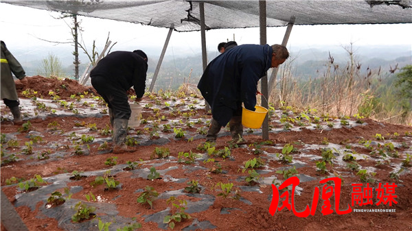 凤凰县腊尔山镇科茸村：产业发展兴乡村 深[00_03_59][20260327-104631].jpg