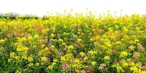 去罗文花海，过一天向往的生活