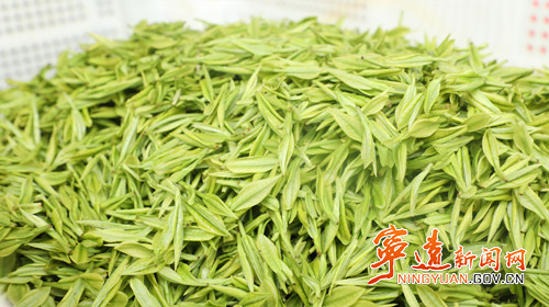 宁远:春茶采摘季 多方来帮忙3._副本500.jpg 宁远:春茶采摘季 多方来帮忙3._副本500.jpg