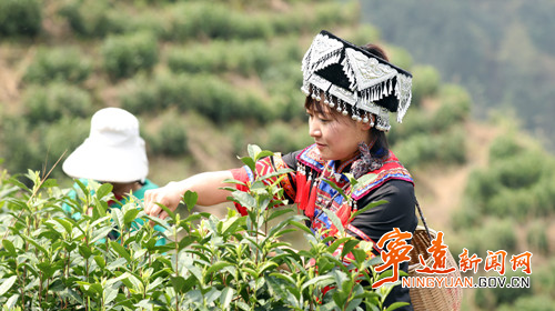 宁远:春茶采摘季 多方来帮忙_副本500.jpg 宁远:春茶采摘季 多方来帮忙_副本500.jpg
