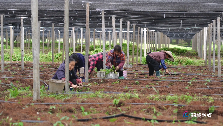 中药种植基地春季补种苗 产业发展再添新希望1.mp4_20260330_161653.212.jpg 中药种植基地春季补种苗 产业发展再添新希望1.mp4_20260330_161653.212.jpg