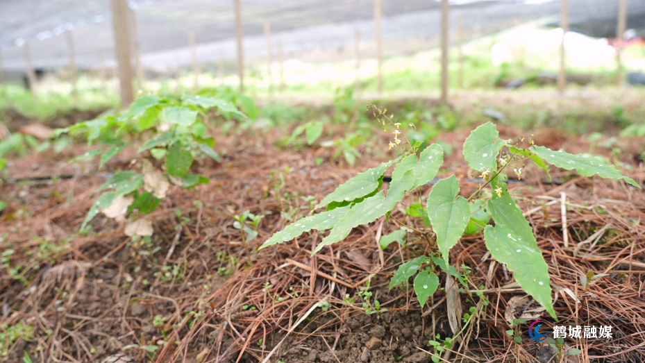 中药种植基地春季补种苗 产业发展再添新希望1.mp4_20260330_161727.589.jpg 中药种植基地春季补种苗 产业发展再添新希望1.mp4_20260330_161727.589.jpg
