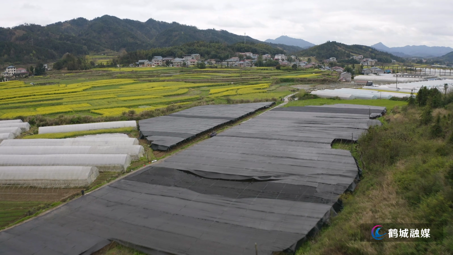 中药种植基地春季补种苗 产业发展再添新希望1.mp4_20260330_161630.541.jpg 中药种植基地春季补种苗 产业发展再添新希望1.mp4_20260330_161630.541.jpg