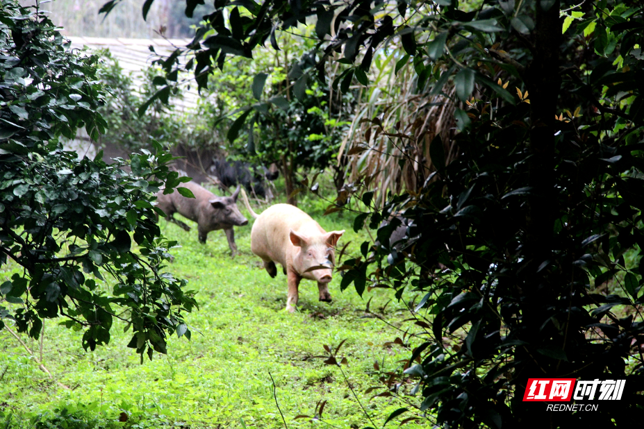 IMG_0617.JPG IMG_0617.JPG