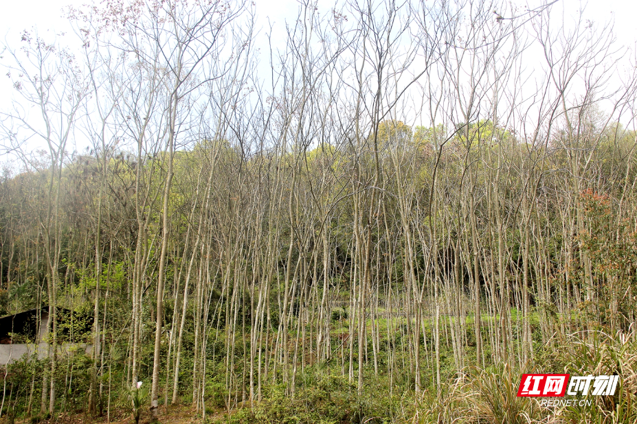 IMG_0609.JPG IMG_0609.JPG