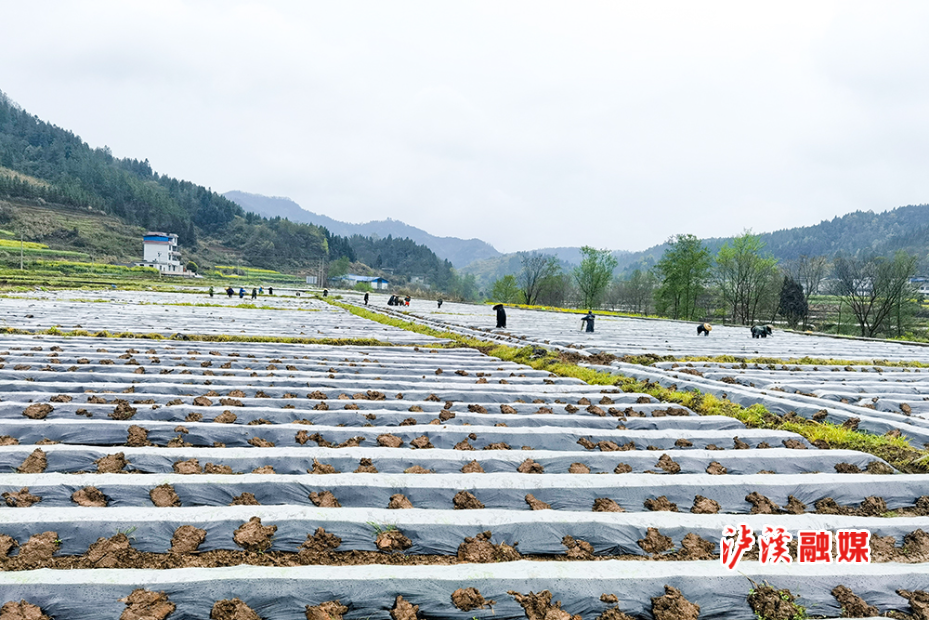 解放岩烤烟.jpg2.jpg 解放岩烤烟.jpg2.jpg