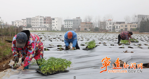 宁远：春耕正当时 蔬菜移栽忙_副本500.png