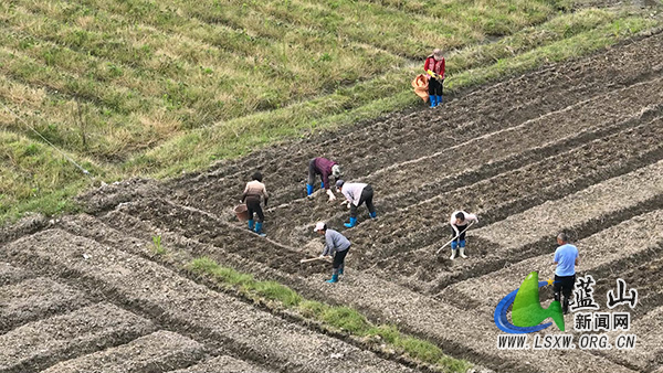 毛俊镇：春耕种芋启新程 特色产业助振兴.jpg