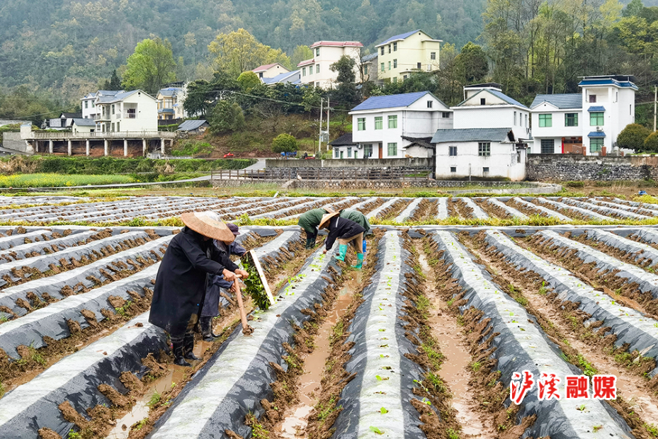 解放岩烤烟.jpg 解放岩烤烟.jpg