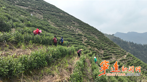 宁远：春茶采摘季 多方来帮忙2_副本500.jpg