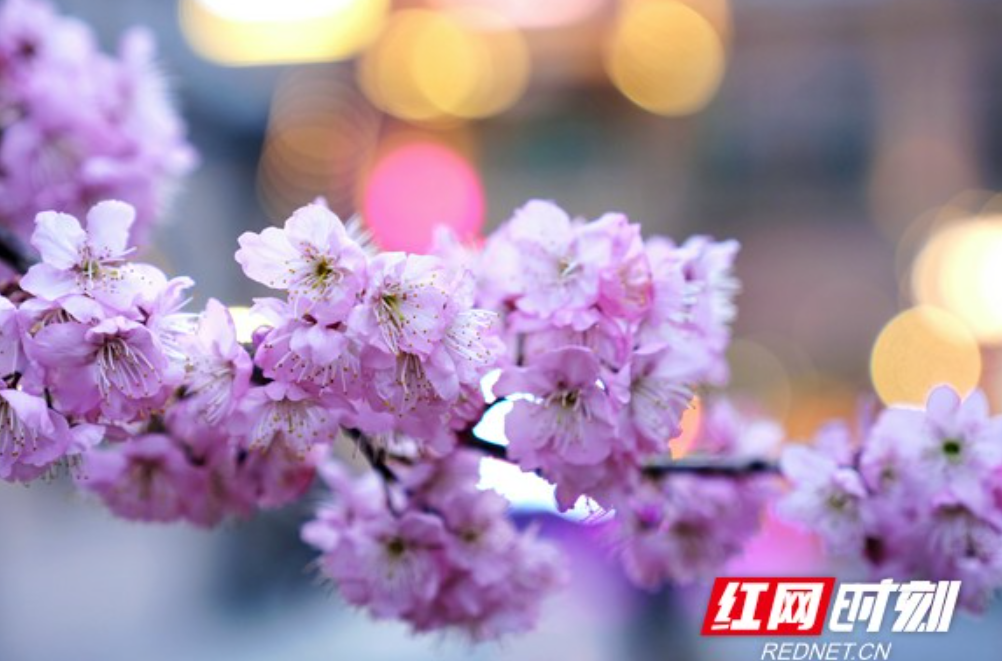 组图 |  雁城无处不飞花